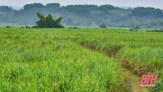Nhờ cây mía mà hàng nghìn hộ dân ở huyện miền núi Thạch Thành thoát nghèo, vươn lên làm giàu. Ảnh: baothanhhoa.vn Người dân miền núi Thanh Hóa thoát nghèo nhờ cây mía ảnh 1