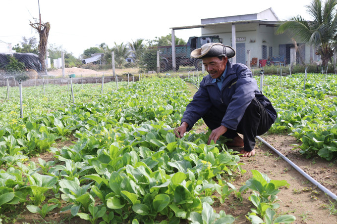 Ông Huỳnh Văn Dữ ở xã Phước Hải (Ninh Phước, Ninh Thuận) chăm sóc vườn rau cải xanh. Ảnh: Nguyễn Thành – TTXVN Ninh Thuận dồn lực sản xuất rau màu phục vụ Tết Nguyên đán Quý Mão 2023 ảnh 2