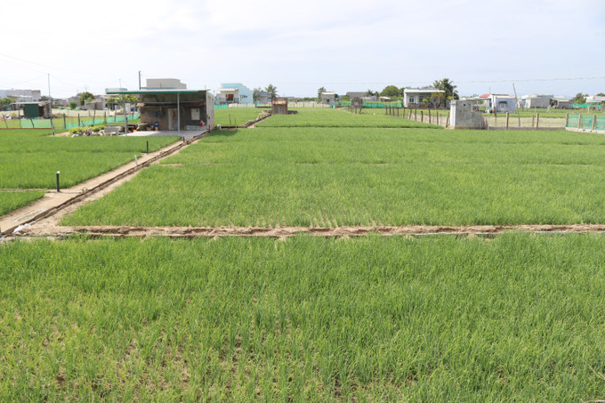 Ruộng hành tại xã Thanh Hải, huyện Ninh Hải (Ninh Thuận). Ảnh: Nguyễn Thành – TTXVN Ninh Thuận dồn lực sản xuất rau màu phục vụ Tết Nguyên đán Quý Mão 2023 ảnh 3