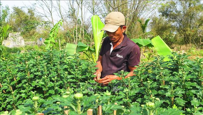 Nông dân tỉa bỏ các cành, nhánh phụ và nụ con để hoa nở đúng dịp Tết . Ảnh: Tường Vi - TTXVN Các làng hoa vùng lũ ở Thừa Thiên – Huế nhộn nhịp chuẩn bị sản phẩm cho vụ Tết ảnh 1