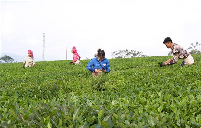 Dựa vào cây chè, nhiều hộ dân ở huyện Tân Uyên (Lai Châu) đã có thu nhập cao và xóa nghèo. Ảnh: Việt Hoàng - TTXVN Động lực thoát nghèo của người dân miền núi Tân Uyên ảnh 1