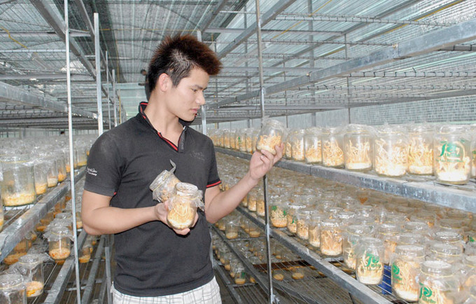 Đông trùng hạ thảo được nuôi trong điều kiện phải đảm bảo độ ẩm (phun sương), nhiệt độ và ánh sáng. Ảnh: baolamdong.vn Lâm Đồng công nhận thêm 8 sản phẩm OCOP đợt 1 năm 2021 ảnh 1