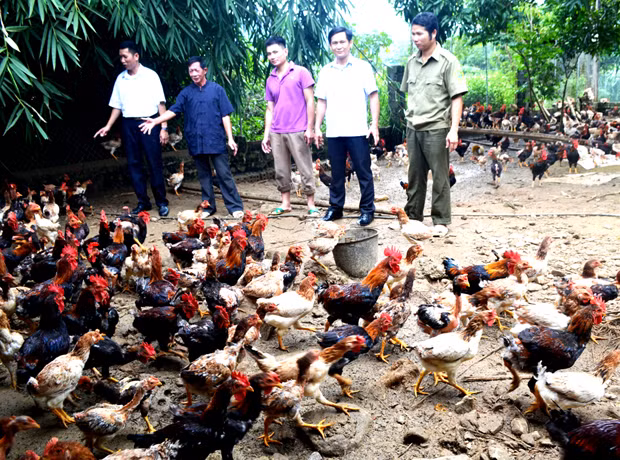 Hà Giang chú trọng đào tạo nghề, giải quyết việc làm để giảm nghèo bền vững ảnh 1