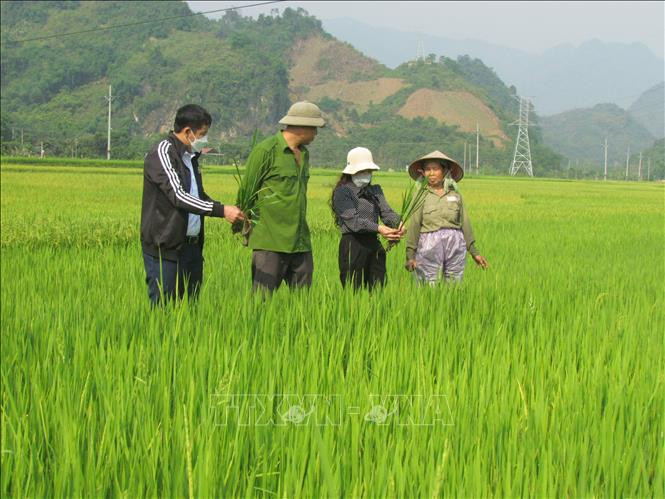 Cán bộ Trung tâm dịch vụ nông nghiệp huyện Phong Thổ (thứ 2 từ phải sang) hướng dẫn nhân dân xã Mường So biện pháp phòng trừ sâu bệnh hại lúa. Ảnh: Đinh Thùy-TTXVN Lai Châu tập trung phòng trừ sâu bệnh gây hại cây trồng ảnh 3