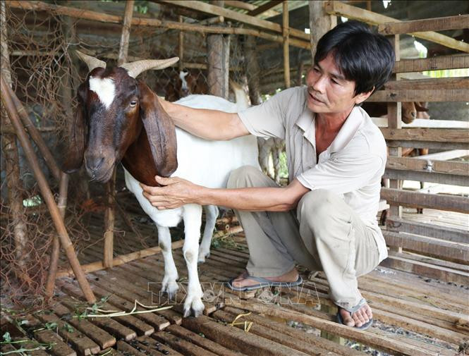 Giá dê tăng cao, người chăn nuôi ở Ninh Thuận thu lãi khá. Ảnh: Nguyễn Thành – TTXVN Giá dê, cừu tại Ninh Thuận liên tục tăng cao ảnh 1