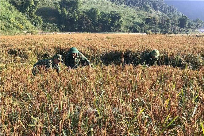 Hình ảnh những người lính mang quân hàm xanh, trực tiếp tham gia lao động sản xuất đã trở thành việc làm quen thuộc với người dân bản ở vùng biên Mường Lạn. Ảnh: Hữu Quyết - TTXVN Điểm tựa giúp đồng bào vùng biên Sơn La ổn định cuộc sống ảnh 4