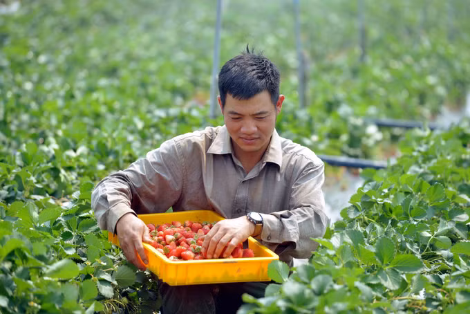 Mô hình trồng dâu tây của anh Phạm Đức Anh truyền cảm hứng cho nhiều thanh niên phát triển kinh tế ảnh 2