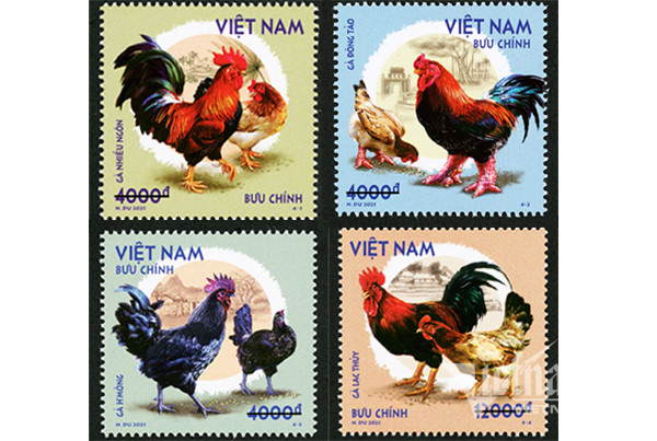 Bộ tem “Gà bản địa Việt Nam". Ảnh: vietnamnet.vn Giới thiệu 4 loại gà quý hiếm trong bộ tem "Gà bản địa Việt Nam" ảnh 1