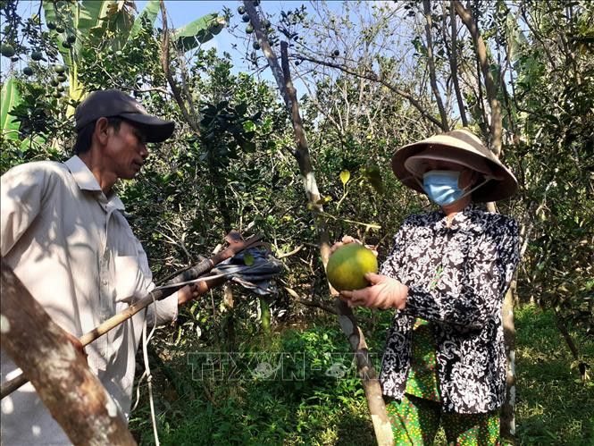 Đầu ra gặp khó, nhiều vườn bưởi thương lái không mua, nông dân phải tự cắt bán. Ảnh: Trần Thị Thu Hiền - TTXVN Bến Tre: Bưởi Tết giảm giá sâu, nông dân gặp khó ảnh 1