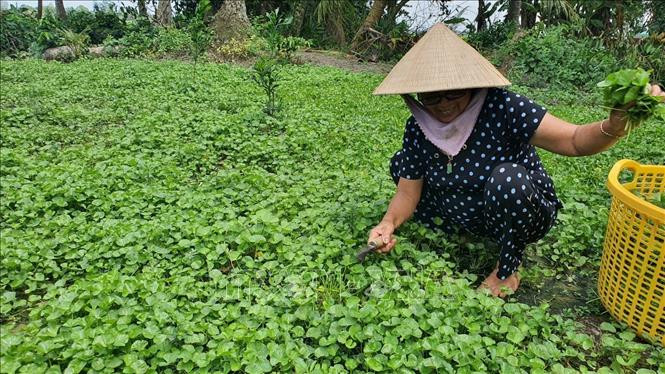 Nông dân Bạc Liêu thu hoạch rau má. Ảnh: Tuấn Kiệt – TTXVN Rau màu được giá, nông dân Bạc Liêu thu lãi cao ảnh 2