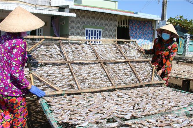 Các hộ sản xuất cá khô ở làng nghề truyền thống chế biến cá khô Bình Thắng, huyện Bình Đại, tỉnh Bến Tre. Ảnh: Công Trí-TTXVN Chế biến cá khô tại Bến Tre nhộn nhịp vào vụ Tết ảnh 1