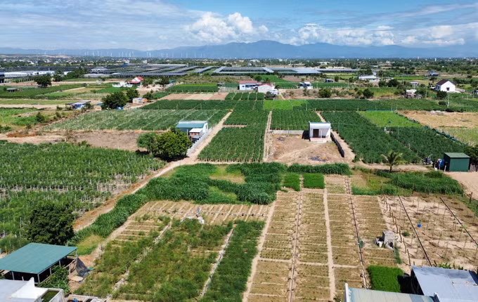 Ninh Thuận đẩy mạnh chuyển đổi cây trồng để nâng cao hiệu quả sản xuất ảnh 2