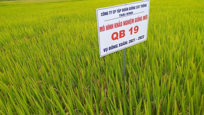 Giống lúa QB19 được trồng thử nghiệm tại Kon Tum trong vụ Đông – Xuân 2021 – 2022 cho năng suất và chất lượng cao. Ảnh: TTXVN Kon Tum đưa nhiều giống cây trồng mới vào sản xuất ảnh 1