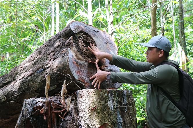 Liên tiếp nhiều cây gỗ lớn vị chặt hạ. Ảnh: Sỹ Thắng-TTXVN Rừng phòng hộ ở Đức Phổ liên tục bị chặt phá ảnh 1