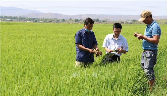 Ngành nông nghiệp Gia Lai kiểm tra giống nhằm nâng cao chất lượng lúa, gạo trên địa bàn huyện Phú Thiện. Ảnh: Hồng Điệp - TTXVN Gạo Phú Thiện ngày một khẳng định vị thế ảnh 1