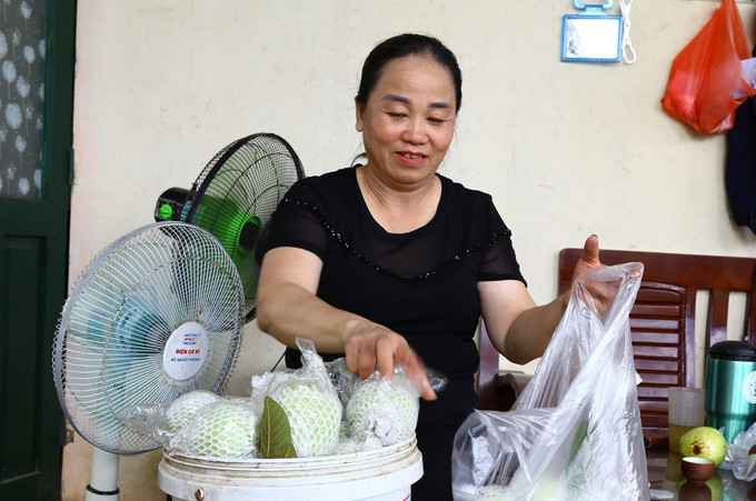 Chị Huệ ở xóm Bắc Yên (Hòa Bình) thu hoạch ổi. Ảnh: Trọng Đạt - TTXVN Trồng ổi sạch cho thu nhập cao ảnh 2