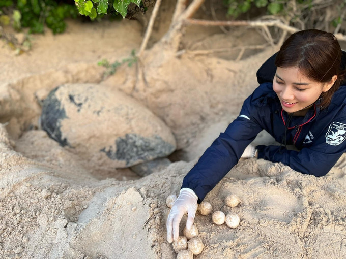 Tình nguyện viên của chương trình phối hợp giữa Tổ chức IUCN và Vườn Quốc gia Côn Đảo hỗ trợ lực lượng Kiểm Lâm tại Hòn Bảy Cạnh nhặt trứng rùa, kiểm đếm sau đó di dời vào hồ ấp trứng rùa nhân tạo. Ảnh: TTXVN Côn Đảo là vùng bảo tồn rùa biển quan trọng của Việt Nam, khu vực và toàn cầu ảnh 1