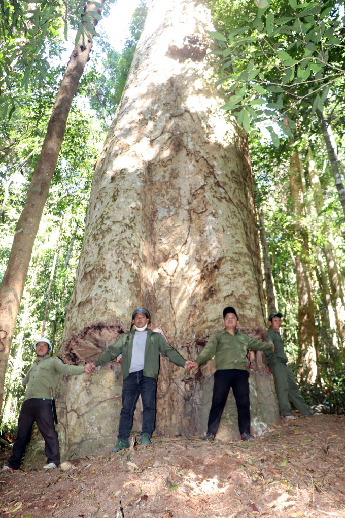 Giữ màu xanh cho tương lai ảnh 1