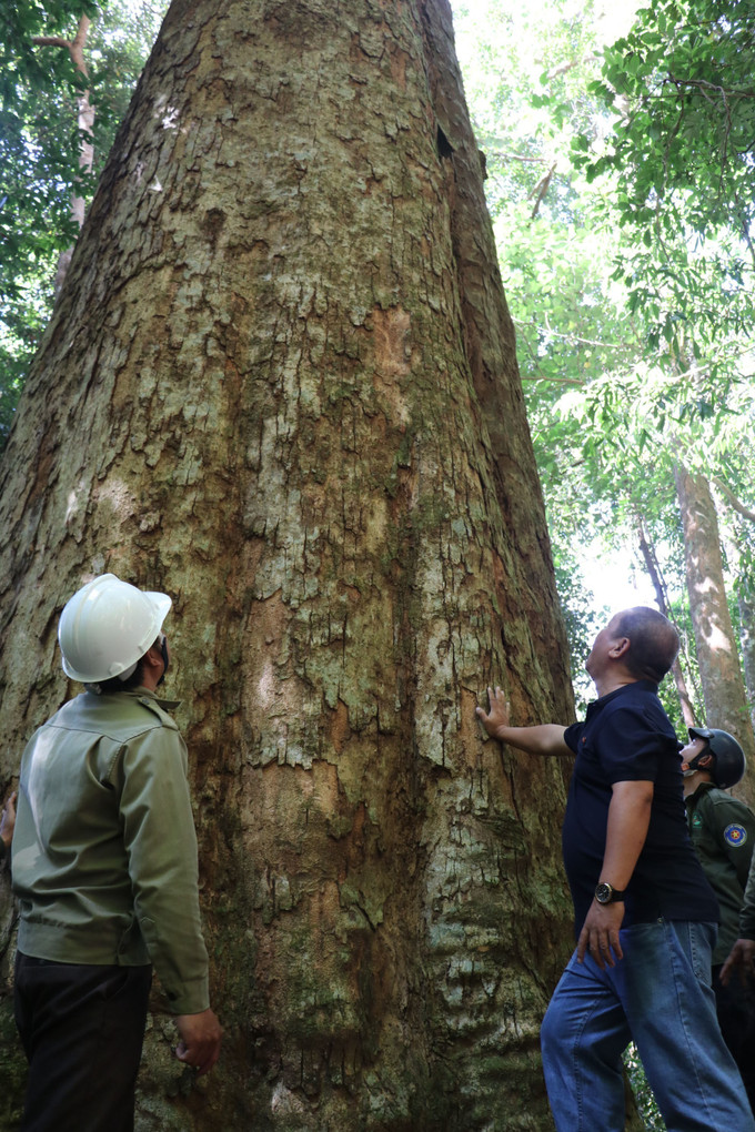 Giữ màu xanh cho tương lai ảnh 2