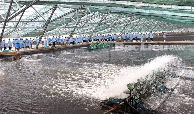 Bạc Liêu phát triển mô hình nuôi tôm công nghệ cao gắn với bảo vệ môi trường ảnh 1
