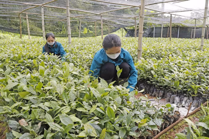 Góp phần phát triển kinh tế bền vững, giảm các rào cản về định kiến giới ảnh 1