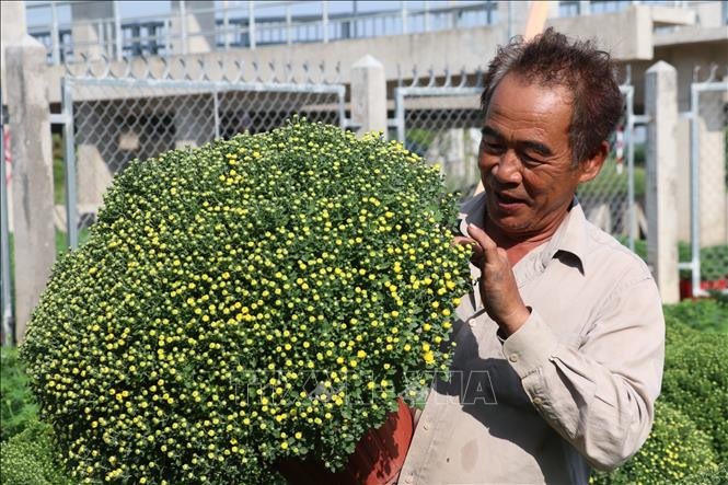 Người dân vui mừng sản phẩm đã được thương lái đặt hàng. Ảnh: Huỳnh Phúc Hậu - TTXVN Hoa, cây cảnh phục vụ Tết ở Bến Tre hút hàng ảnh 2