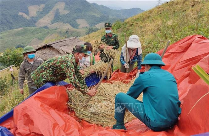 Bộ đội Biên phòng Điện Biên giúp dân vùng cách ly thu hoạch lúa nương. Ảnh: TTXVN Bộ đội Biên phòng Điện Biên giúp người dân trong vùng cách ly thu hoạch lúa nương ảnh 2