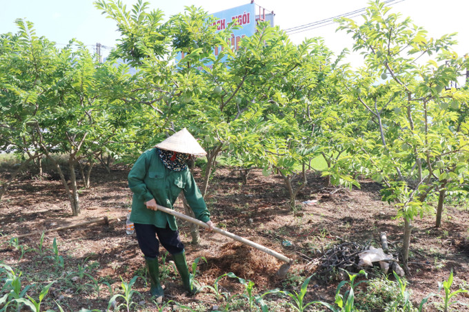 Nông dân xã La Hiên chăm sóc vườn na sản xuất theo tiêu chuẩn VietGap. Ảnh: Hoàng Nguyên - TTXVN Huyện vùng cao Võ Nhai dồn lực để giảm 3% số hộ nghèo ảnh 1
