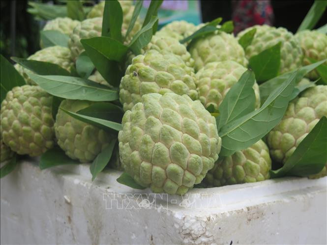Na La Hiên có giá bán dao động từ 20.000/kg- 45.000/kg. Ảnh: Trần Trang-TTXVN Hỗ trợ người dân tiêu thụ na La Hiên ảnh 2