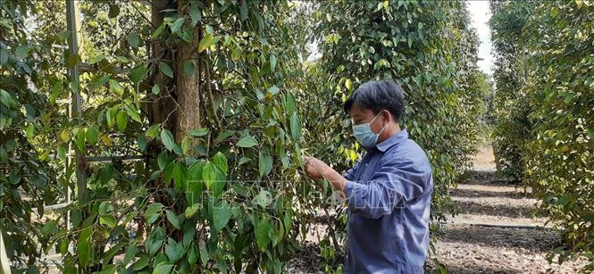 Ông Lê Văn Hải, ngụ ấp 5, xã Hòa Hội, huyện Xuyên Mộc tiết kiệm được nhiều chi phí do bón cây bằng phân hữu cơ vi sinh nên được lãi nhiều hơn. Ảnh: Hoàng Nhị - TTXVN Nhà vườn phấn khởi vì tiêu được giá ảnh 2