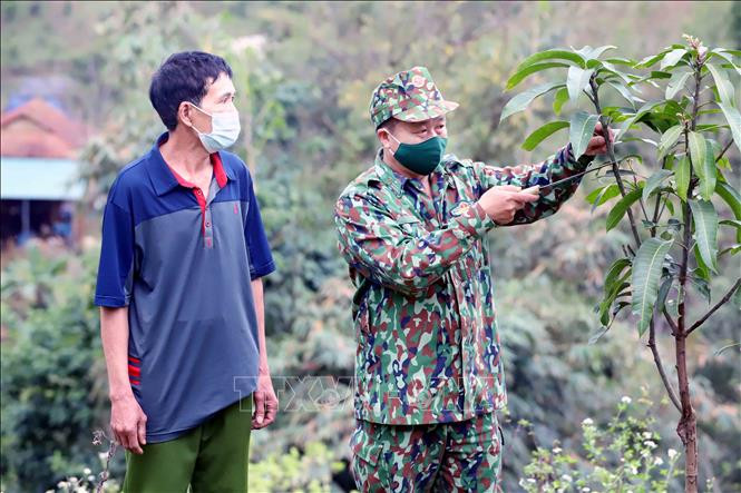 Thiếu tá Hoàng Văn Hùng, Chốt trưởng Chốt A La, Đồn Biên phòng Chiềng On (Bộ Chỉ huy Bộ đội Biên phòng tỉnh Sơn La) hướng dẫn ông Lò Văn Sơn cách chăm sóc cây xoài. Ảnh: Quang Quyết-TTXVN Bộ đội Biên phòng Sơn La giúp nhân dân phát triển kinh tế ảnh 5