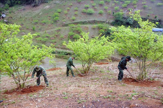 Cán bộ, chiến sĩ Đồn Biên phòng Chiềng On (Bộ Chỉ huy Bộ đội Biên phòng tỉnh Sơn La) giúp người dân chăm sóc cây mận. Ảnh: Quang Quyết-TTXVN Bộ đội Biên phòng Sơn La giúp nhân dân phát triển kinh tế ảnh 4