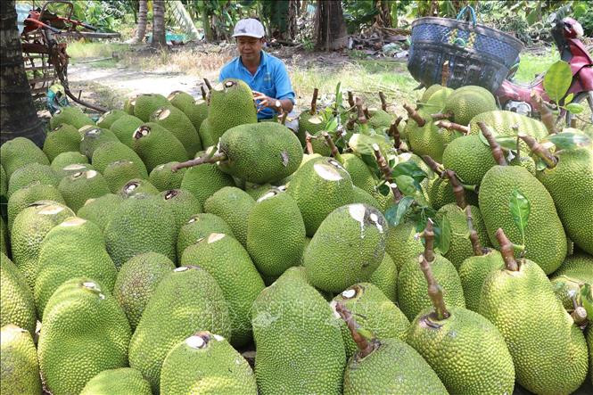 Thu hoạch mít Thái tại huyện Thanh Bình (Đồng Tháp). Ảnh: Nguyễn Văn Trí - TTXVN Mít Thái rớt giá, nông dân Đồng Tháp thua lỗ ảnh 1