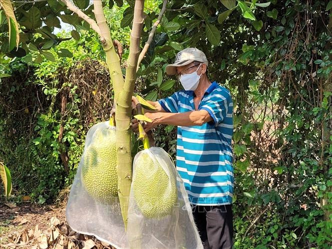 Mít thái rớt giá xuống chỉ còn 4.000 đồng/kg, khiến ông Nguyễn Văn Hoàng, ngụ ấp Tân Hiệp, xã Long Tân, huyện Đất Đỏ cầm chắc thua lỗ ở vụ mít này. Ảnh: Hoàng Nhị-TTXVN Mít Thái rớt giá, nông dân Đồng Tháp thua lỗ ảnh 2
