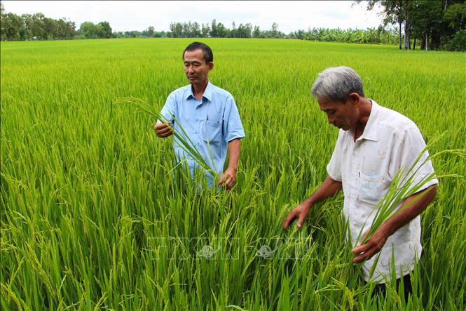 Lãnh đạo HTX Tân Long kiểm tra cánh đồng lúa sạch Thu Đông 2020. Ảnh: Hồng Thái - TTXVN Tiềm năng gạo sạch Vị Thủy ảnh 1