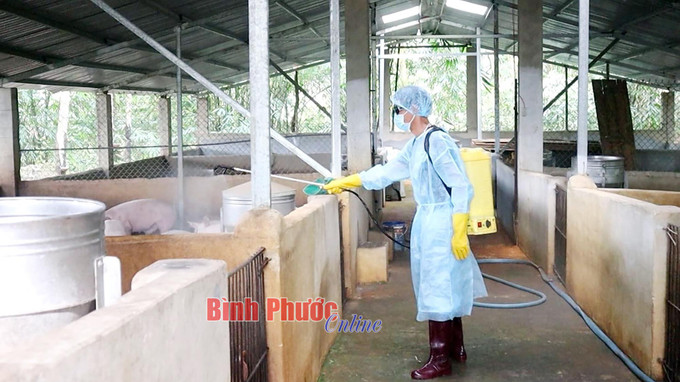 Trung tâm Dịch vụ nông nghiệp thành phố Đồng Xoài phun hóa chất tiêu độc, khử trùng chuồng trại chăn nuôi trên địa bàn thành phố Đồng Xoài. Ảnh: baobinhphuoc.com.vn Công bố dịch tả lợn châu Phi tại thành phố Đồng Xoài (Bình Phước) ảnh 1