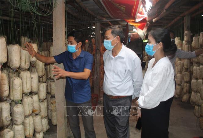 Anh Lê Văn Thành và cán bộ Hội nông dân huyện Triệu Sơn kiểm tra tốc độ sinh trưởng của nấm. Ảnh: Nguyễn Nam-TTXVN Mô hình trồng nấm an toàn cho hiệu quả kinh tế cao của anh Lê Văn Thành ảnh 3