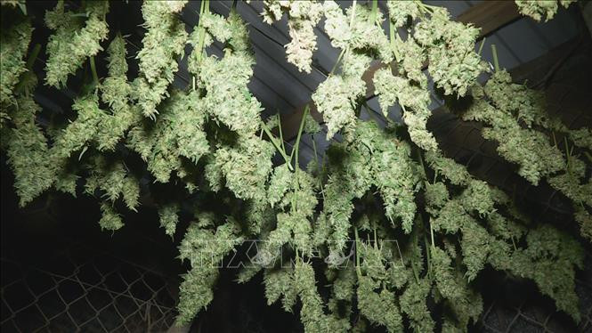 Hoa cần sa phơi khô tại vườn nhà Lê Đình Đệ. Ảnh: TTXVN phát Đắk Lắk tăng cường kiểm tra, xử lý việc trồng cây cần sa trái phép ảnh 2