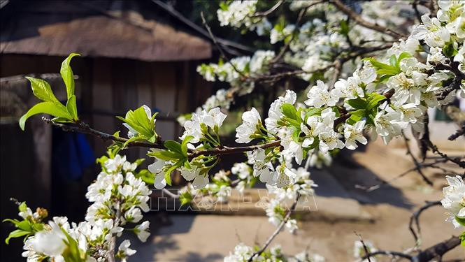 Hoa mận nở mỗi độ xuân về. Ảnh: Phan Tuấn Anh - TTXVN Vẻ đẹp vùng cao Tây Bắc ảnh 5