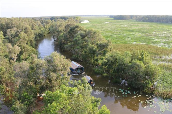 Vườn quốc gia Tràm Chim ở huyện Tam Nông (Đồng Tháp) là khu Ramsar thứ 4 của Việt Nam. Ảnh: Chương Đài - TTXVN Chung tay bảo tồn hệ sinh thái các vùng đất ngập nước ảnh 1