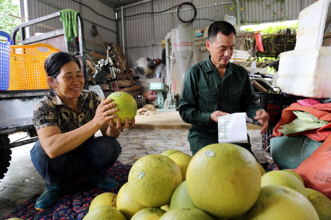 Bưởi đường Xuân Vân, huyện Yên Sơn (Tuyên Quang) được dán tem truy xuất nguồn gốc. Ảnh: Quang Cường - TTXVN Tuyên Quang ứng dụng công nghệ nhằm nâng cao giá trị gia tăng ảnh 1