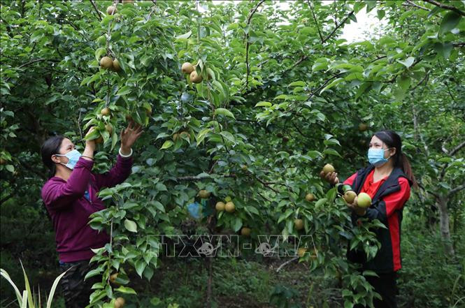 Hội viên Phụ nữ huyện Phong Thổ (Lai Châu) trồng cây lê mang lại thu nhập ổn định cho hộ gia đình. Ảnh: Đinh Thùy - TTXVN Phụ nữ vùng biên Lai Châu giúp nhau phát triển kinh tế ảnh 2