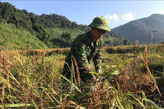 Cán bộ, chiến sĩ Đồn Biên phòng Mường Lạn giúp người dân vùng biên thu hoạch lúa. Ảnh: Hữu Quyết - TTXVN Điểm tựa giúp đồng bào vùng biên Sơn La ổn định cuộc sống ảnh 2