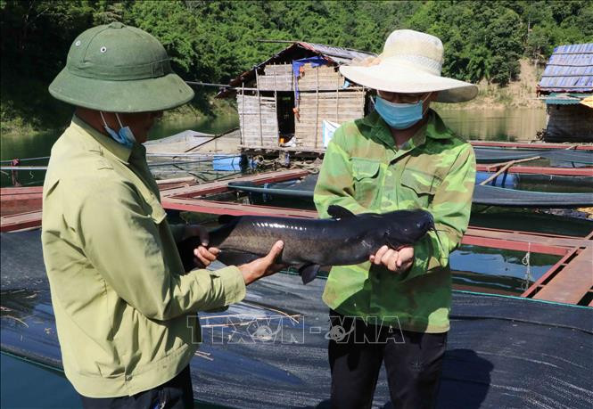 Cá lăng đã quá lứa xuất bán 1 năm nhưng vẫn không tiêu thụ được. Ảnh: Nguyễn Oanh - TTXVN Người nuôi thủy sản Lai Châu gặp khó đầu ra ảnh 2