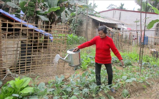 Bà Bùi Thị Canh, thôn Chén, xã Cẩm Thạch tưới nước chăm sóc rau để thu hoạch sử dụng dịp tết. Ảnh: Nguyễn Nam - TTXVN Chăm lo Tết cho người dân vùng lũ lụt Cẩm Thạch ảnh 1