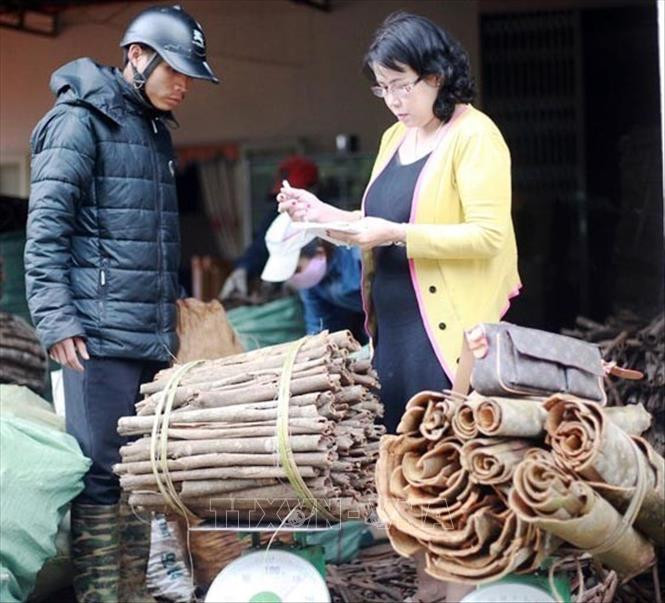 Đại lý thu mua vỏ quế khô từ người dân. Ảnh: Lê Ngọc Phước- TTXVN Đưa hương quế Trà Bồng bay cao, bay xa ảnh 1