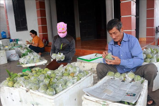 Phân loại na trước khi mang đi tiêu thụ. Ảnh: Đức Hiếu-TTXVN Na trái vụ được giá mang lại hiệu quả cao ảnh 5