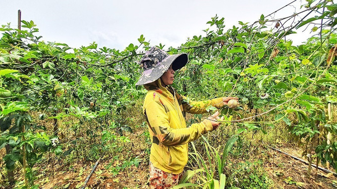 Hộ dân tộc thiểu số tại xã Hơ Moong (Sa Thầy, Kon Tum) chuyển đổi từ cây kém hiệu quả sang trồng chanh dây mang lại thu nhập cao. Ảnh: Khoa Chương - TTXVN Thu hẹp khoảng cách phát triển (Bài 1) ảnh 1