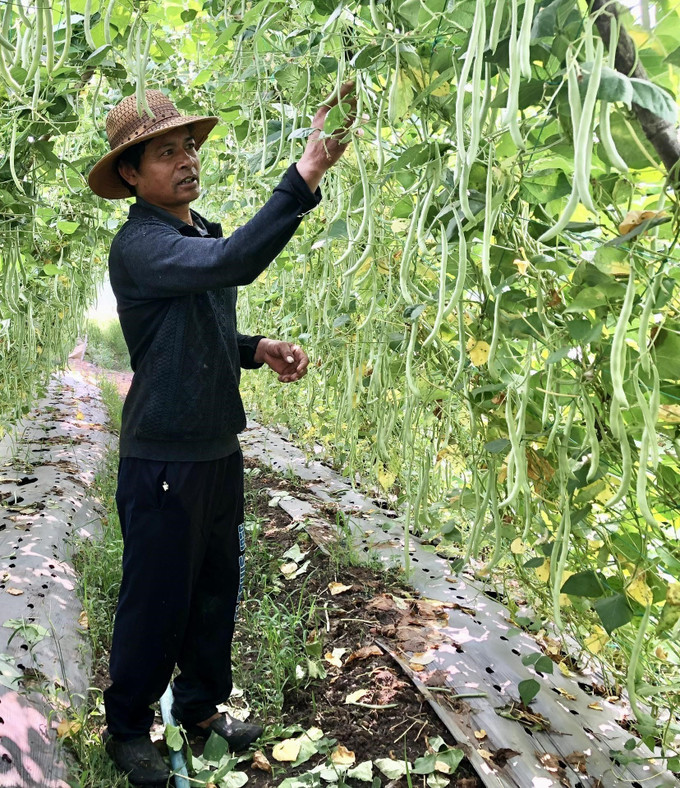 Nhờ sử dụng hiệu quả nguồn vốn vay ưu đãi, nhiều hộ nghèo trên địa bàn tp Pleiku đã đầu tư phát triển sản xuất. Ảnh: TTXVN phát Thu hẹp khoảng cách phát triển (Bài 1) ảnh 3