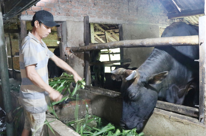 Anh Vương Tấn Cảnh, thôn Gò Gạo, xã Sơn Thành, huyện Sơn Hà (tỉnh Quảng Ngãi) là hộ cận nghèo được vay vốn ưu đãi theo Nghị định số 28/2022/NĐ-CP của Chính mở rộng chăn nuôi. Ảnh: Phạm Cường-TTXVN Thu hẹp khoảng cách phát triển (Bài 1) ảnh 4